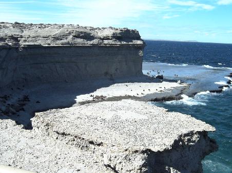 Die Seeloewen am Punta Piramides
