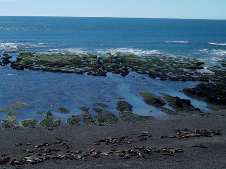 Seeloewe am Punta Norte