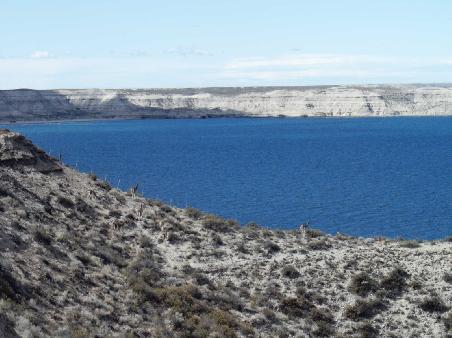 Guanacos auf dem Weg zum Punta Piramides