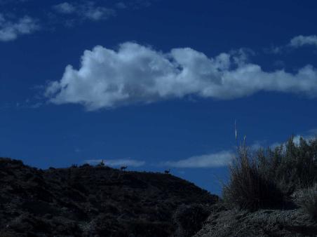 Guanacos auf dem Weg zum Punta Piramides