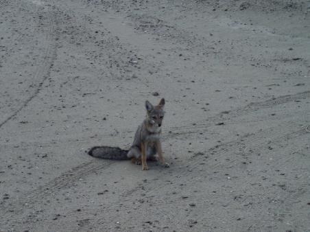 Der Fuchs bei der Rangerstation auf dem Weg zum Punta Piramides