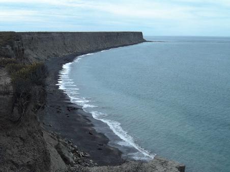 Seeloewe bei Punta Delgada