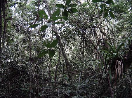 La Jungla.
