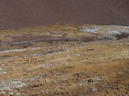 Vicuñas auf dem Weg zur Laguna Brava.
