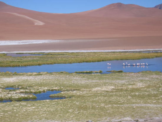 Die Flamingos stehen im Eis und muessen warten bis die Sonne es wieder auftaut.