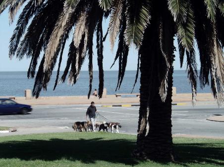 An der Rambla. Mit den Hunden der Reichen spazieren gehen. Ist auch eine Art mit der man sich hier und uebrigens auch in B.A. sein Geld verdienen kann.