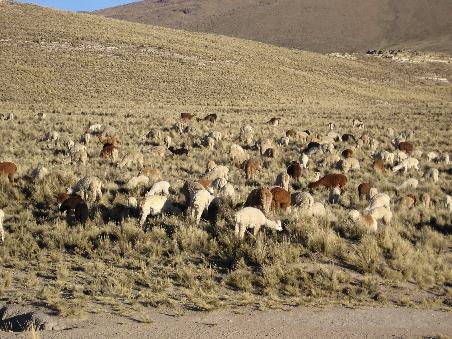 Lamas.