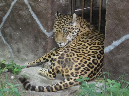 Zoo von Quito in Guayllabama.
Jaguar.