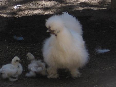 Zoo von Quito in Guayllabama.
Interessantes Huhn.