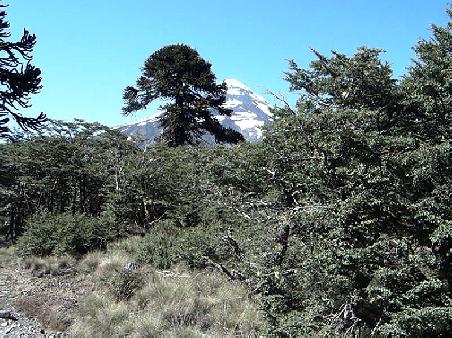 Nationalpark Vulkan Lanin