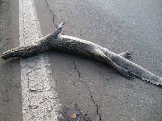 Die überfahrenen Viecher werden auch exotischer.