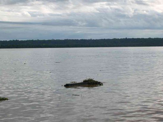 Treibende Baumstaeme sind keine Seltenheit.