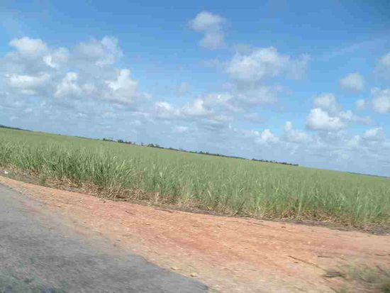 Zuckerrohr so weit das Auge reicht.