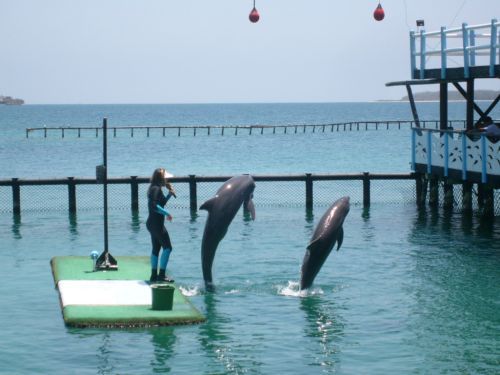 Delphin Show.