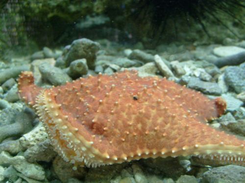 Seestern