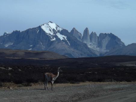 Guanaco im Hintergrund die Torre Del Paine