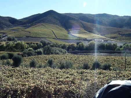 von Dombarbala nach Monte Patria.
Weinberge soweit das Auge schauen kann.