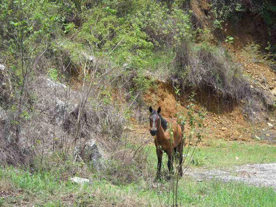 Was will den dieser Gringo hier?