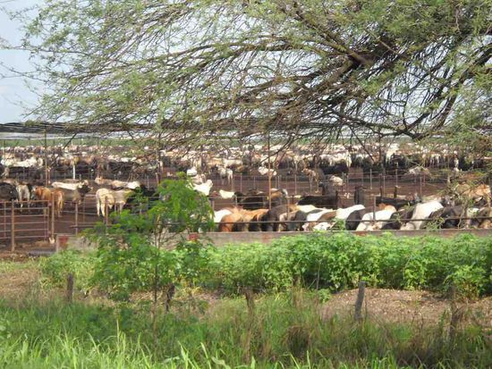 Tausende von Rindern stehen hier zum abholen bereit.
