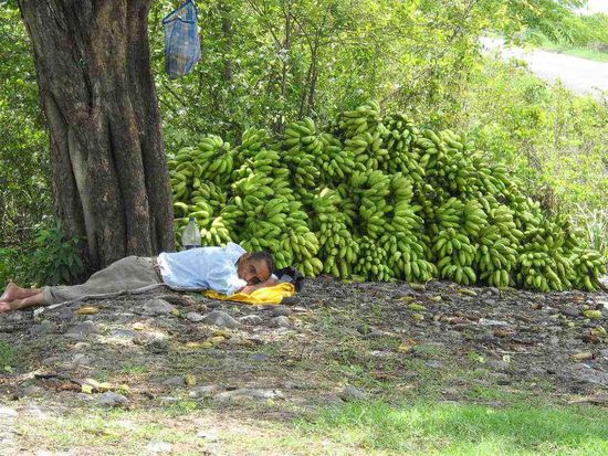 Der Bananen Wächter.