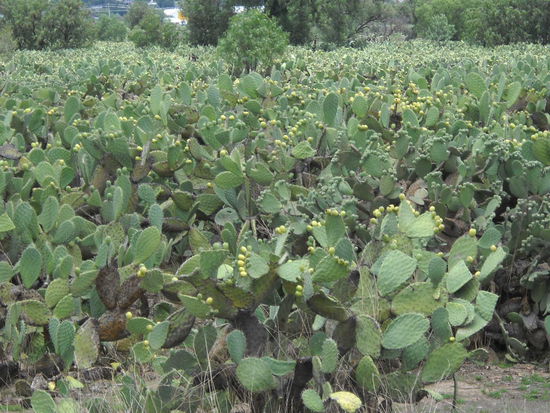 Die Dinger kann man essen. Die Früchte schmecken etwa wie Kiwi. Den Rest habe ich noch nicht probiert.