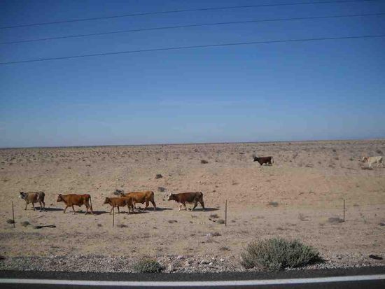 Weis nicht was die fressen.