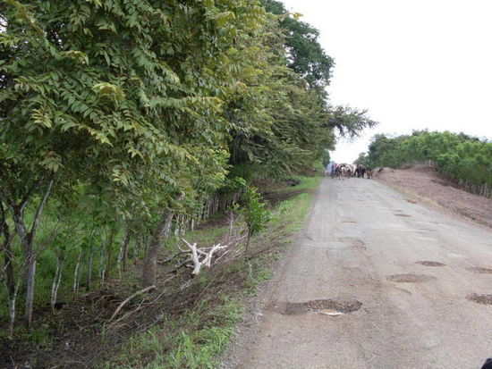 Auf dem Weg nach Macaracas.