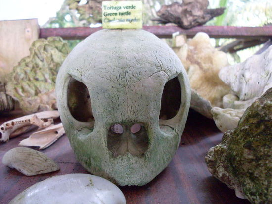 Der Schädel einer großen Schildkröte.