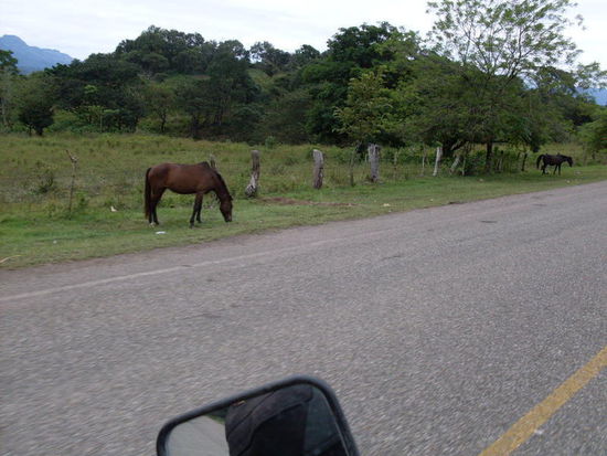 Bei den Pferden muss man immer etwas vorsichtig sein.