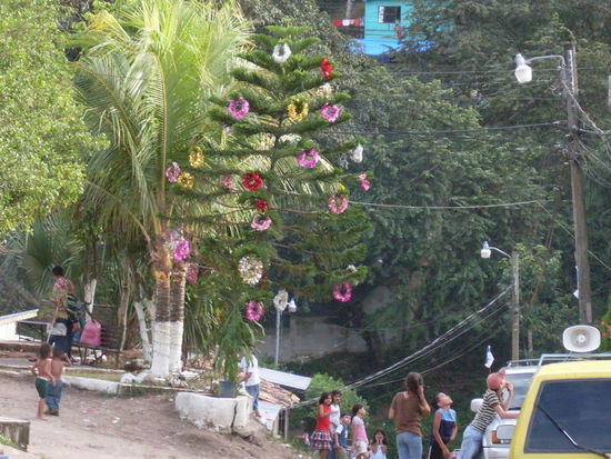 Weihnachtsbaum auf Honduras.