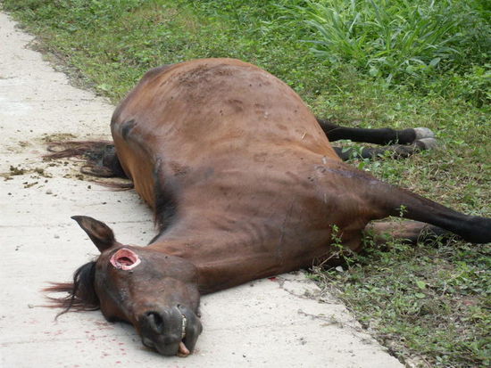 Der Kopf wurde schon ausgehoelt