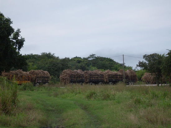 Zuckerrohrernte. Die LKW,s haben bis zu 3 Anhaenger.