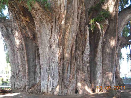 Mehr als 2000 Jahre soll er alt sein.