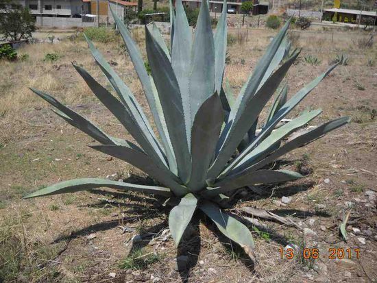 Daraus wird Mezcal gebrannt.