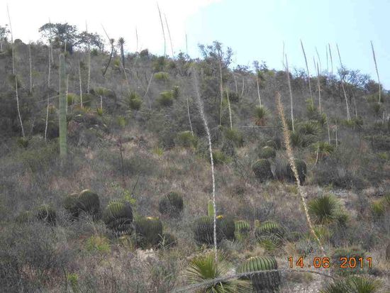 Von Oaxaca nach Tehuacan.