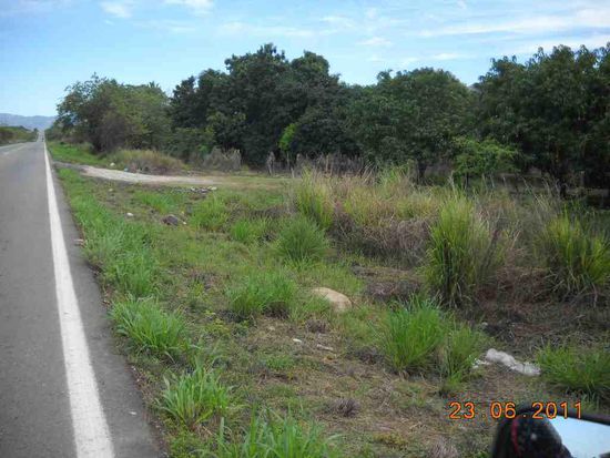 Alles Mango Bäume hier.