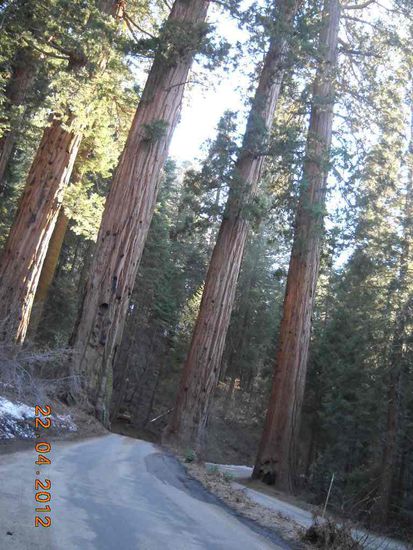 Sequoias.