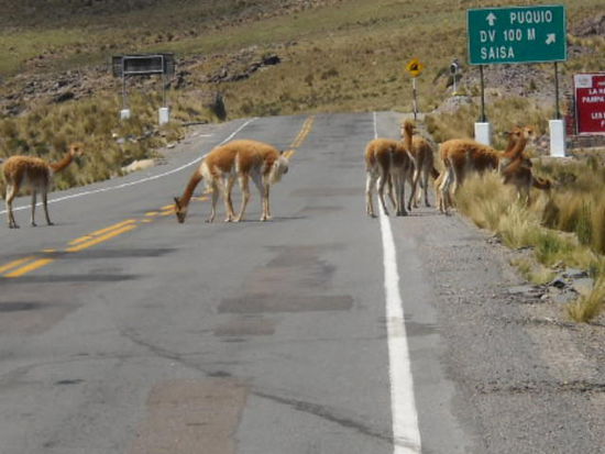 Guanacos.
