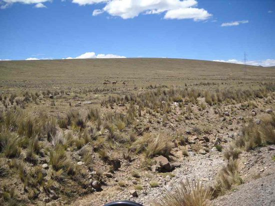 Vicunas im Alti Plano.