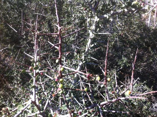 Die Dinger sind hart wie Eisen.