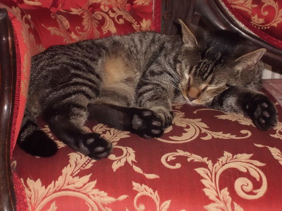 die hat sechs Zehen - ich schwör...