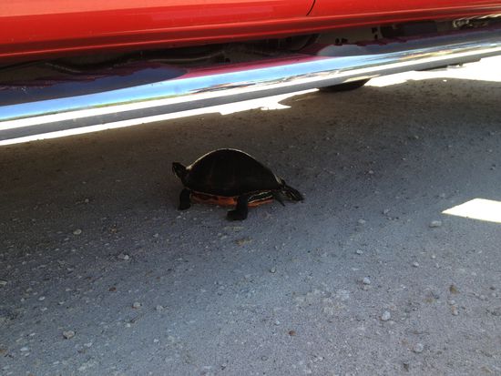 ..aber die ist mir viel sympathischer !