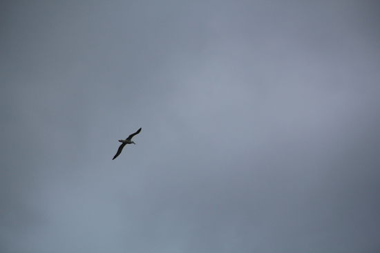 Der Albatros hat schon eine Spannweite.