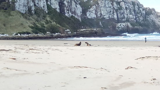 Seelöwen und Seelöwe beim aushandeln des Ehevertrages.