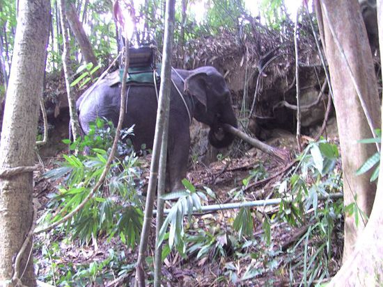 Kao Sok. Das Mittagessen für den Elefant.