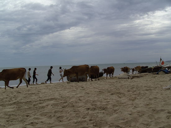Mui Ne Strand. Die Kolchose "Braune Kuh" musste morgens und abends hier immer vorbei.
