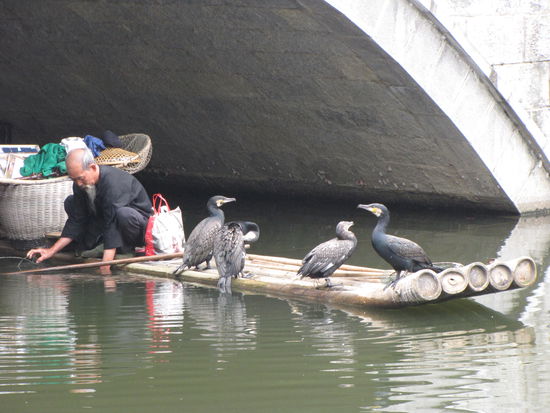 Der Fischer und seine Komorane!