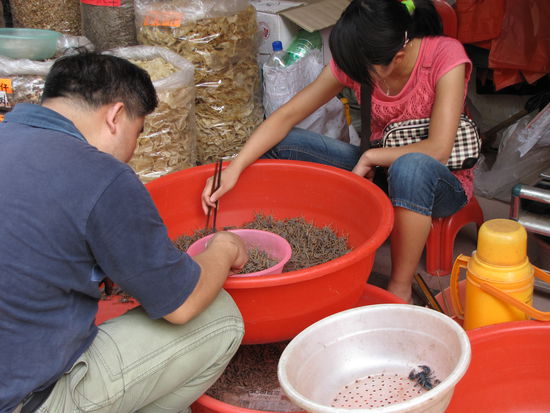 Mit Stäbchen wird nicht nur gegessen, sondern es werden auch lebende Skorpione sortiert.