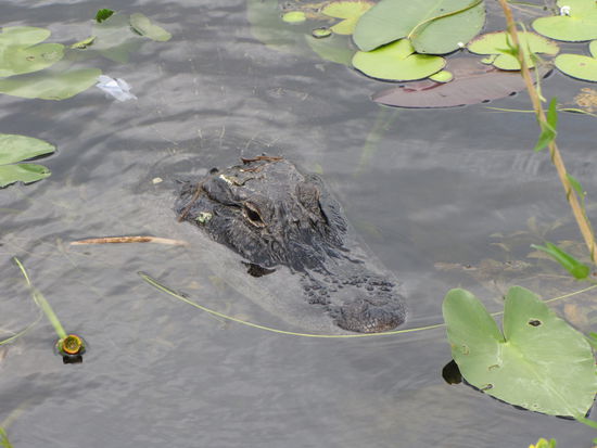 Einer der wenigen Alligatoren die wir zu Gesicht bekamen.