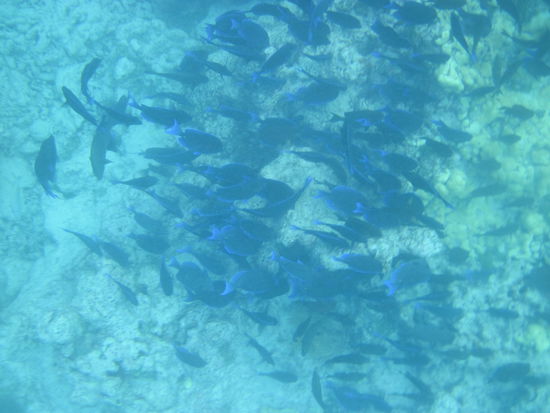 ... viele Fische ...